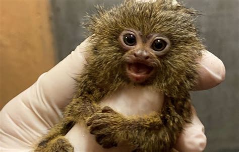 Nace En El Zoo De Jerez Otra Cría Del Mono Más Pequeño De