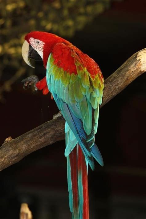Green Winged Macaw Ara Choropterus Brazil Aves Belas Jardinagem E