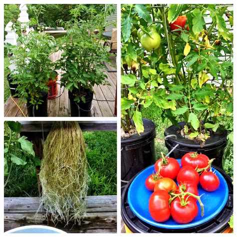 Interested in growing hydroponic tomatoes? How To Build A 5 Gallon Hydroponic Bucket | NoSoilSolutions