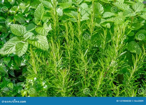 Fresh Green Herbs Mint Rosemary Basil Stock Photo Image Of Basil