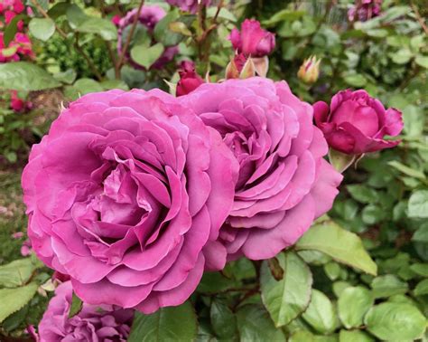 Tips For Growing Healthy Roses Smithsonian Gardens