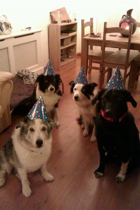 Happy birthday images for her. These 31 Happy Birthday Dog Images Are So Cute I'm Wagging My Imaginary Tail