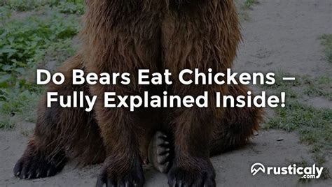 Do Bears Eat Chickens Everything You Need To Know