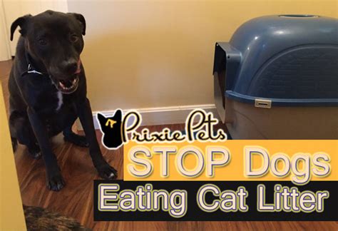 Cats may eat litter—and other undesirable materials—for a variety of reasons. Stopping Your Dog from Eating Poop From the Cat Litter Box