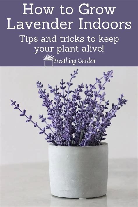 Why And How To Grow An Indoor Lavender Plant Breathing Garden