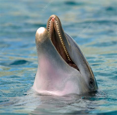 Atlantic Bottlenose Dolphin Stock Image C0066507 Science Photo