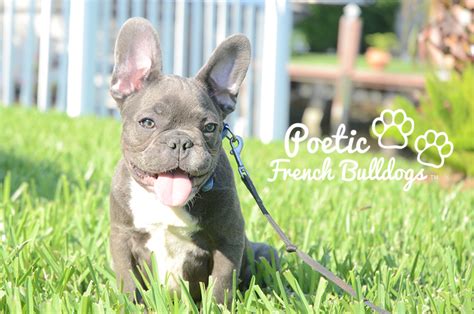 We strive for excellence in raising the best quality french bulldogs. French Bulldog Puppies For Sale in Florida | AKC French ...