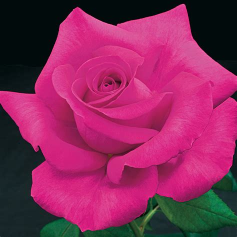 All My Loving™ Hybrid Tea Rose Hybrid Tea Roses Edmunds Roses