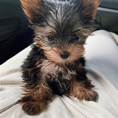 Yorkie Puppy For Sale Florida Yorkie Sale 50 Off Prices