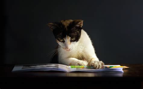 Reading Cats Computer Wallpaper Wallpapersafari