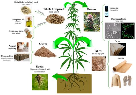 plants free full text cannabis sativa cannabinoids as functional ingredients in snack foods