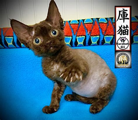 The Best Companions On The Planet Devon Rex Kittens For Sale