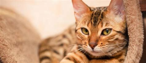 7 Tipps Bengalkatzen Fellpflege Und Haltung Tierisch Wohnen