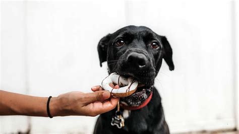 Domestic cats tend to live longer than dogs. How Long Can A Dog Go Without Food And Water - CyberPet