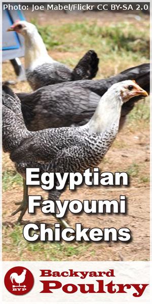 Profil Rasy Egyptian Fayoumi Chicken Backyard Poultry Blogs Network