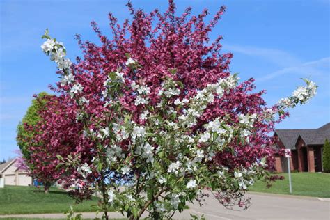 Crabapple Trees Plant Grow And Care