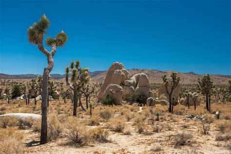 Visit Yucca Valley: Best of Yucca Valley, California Travel 2022
