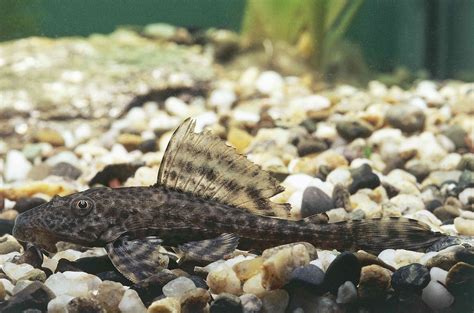 11 Top Catfish Breeds For Your Aquarium