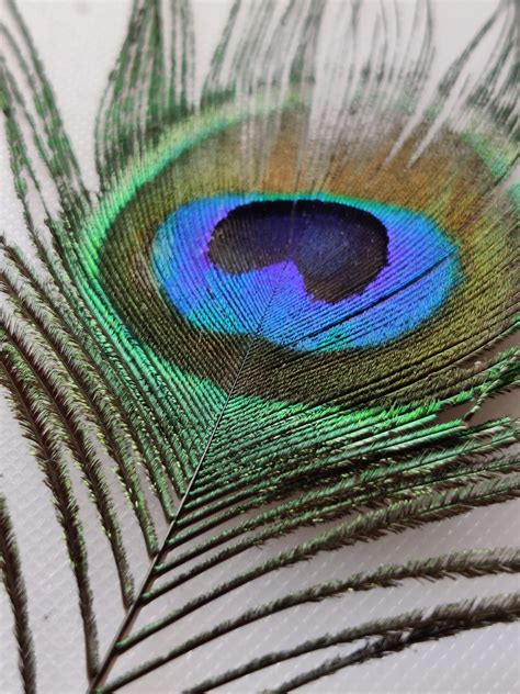 Peacock Feather Free Image By Parthpixel On