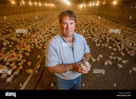 Maryland Poultry Farmer Stock Photo Alamy