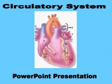 Ppt Circulatory System Powerpoint Presentation Free To View Id
