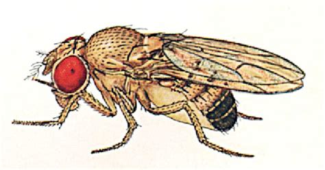 Scientists Reverse Sex Roles In Fruit Flies