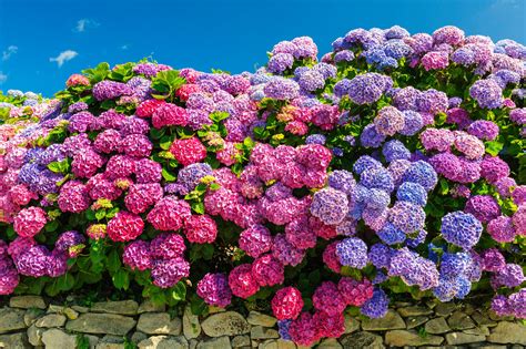 Hydrangeas Varied Colourful And Lovingly Tended To By The Wizard Of