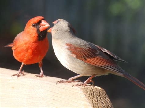 Cardinal Couple Raww Cardinal Couple Male Bird Cardinal