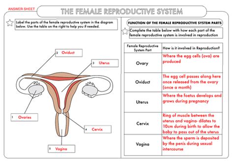 Gcse Biology Human Reproduction Worksheet Pack Teaching Resources