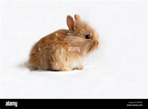 Brown Baby Bunny On White Background Stock Photo Alamy