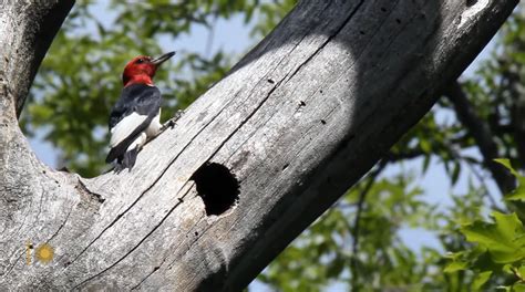 Nature Views Red Headed Woodpeckers In New York Boomers Daily