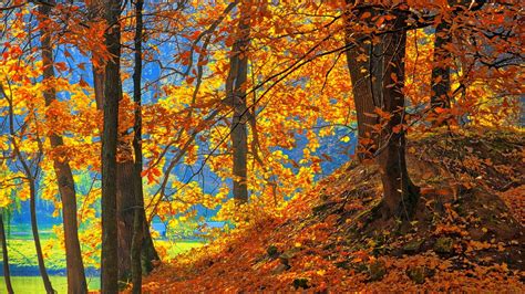 Yellow Orange Leafed Trees In Blue Background Hd Nature Wallpapers Hd