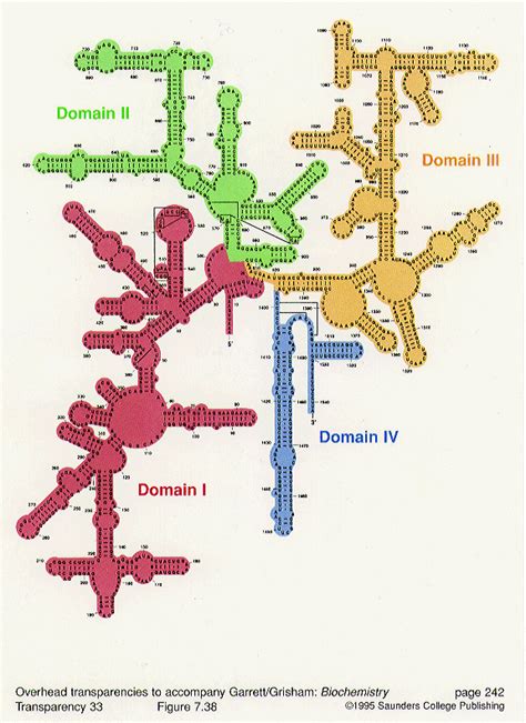 In prokaryotes and eukaryotes, trna and rrna are encoded in the dna, then copied into long rna molecules that are cut to release smaller fragments. RNA, its Structure and Kinds - Notes for Pakistan