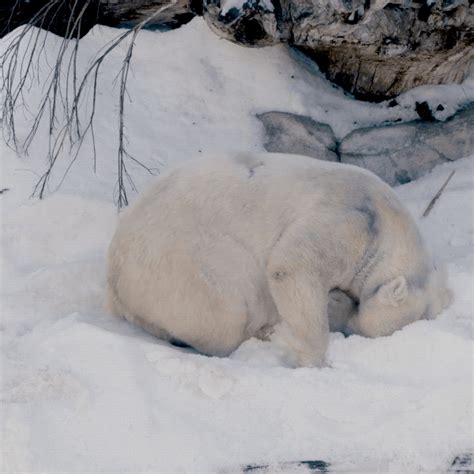 Happy Polar Bear  By San Diego Zoo Find And Share On Giphy