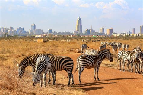 Nairobi National Park Half Day Tour Best Things To Do Nairobi City