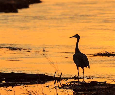 Cranes Of Rowe Sanctuary 2016 Photo Contest Iain Nicolson Audubon