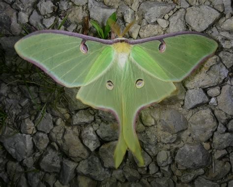 Giant Silk Moth Photos Prairie Haven