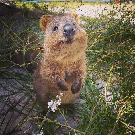 Youll Always Be Greeted With A Smile At Rottnestislandwa Quokkas Are