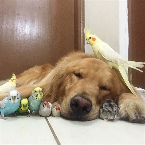 Meet The Dog Thats Best Friends With 8 Birds And A Hamster 23 Pics