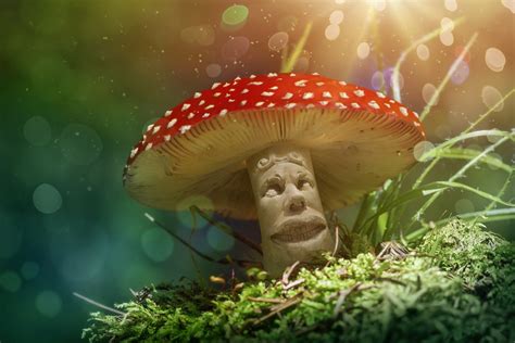 Magic Mushrooms The New Cure For Addiction Ptsd And Anxiety Sober
