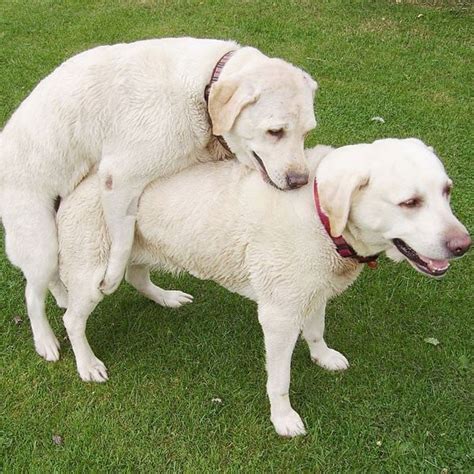 Lets Talk Humping Pg Rated Endless Mountain Labradors