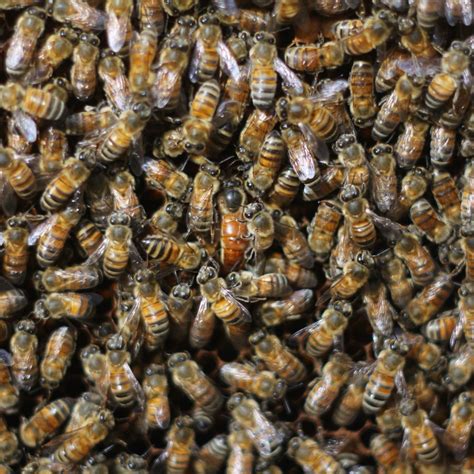 THINGS YOU DIDN T KNOW ABOUT QUEEN BEES Beekeeping Like A Girl