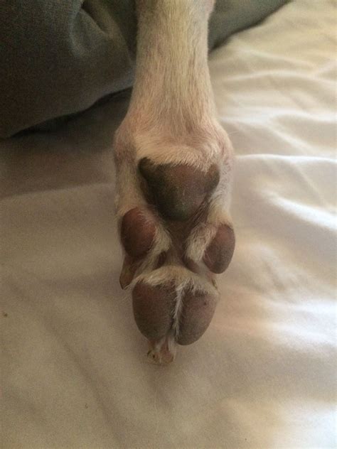 Whippet Paw Teddy Bear Willowwhippet Chien Races De Chiens