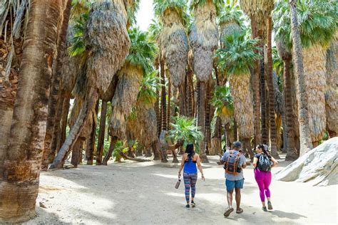 7 Hikes In Palm Canyons Visit Palm Springs