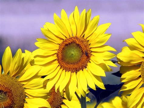 Free Stock Photo Of Sunflower Sunflower Field Sunflowers