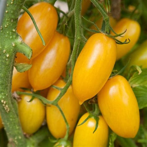 Jual Kedai 8 Benih Biji Buah Tomat Ceri Kurma Kuning Lonjong Terong