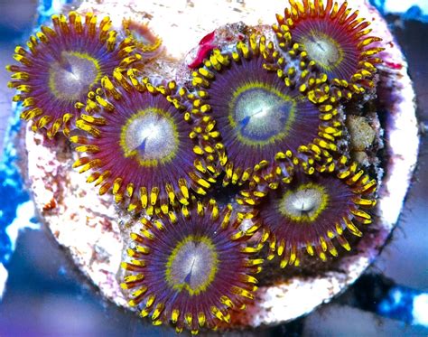 Sale! Black Friday Week Extravaganza Progressive Sale