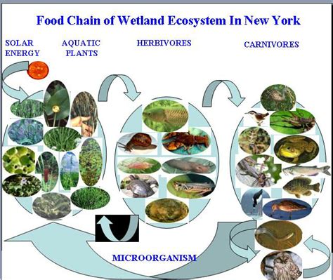 The Food Chain Of Wetland Ecosystem In New York Download Scientific