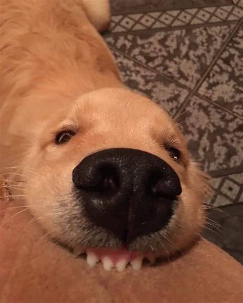 21 Doggo Funny Dog Meme Face