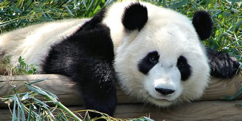 Panda Discovered In China Belongs To A Long Lost Bear Lineage Study